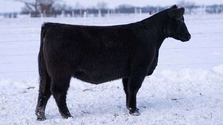 RCC TAG 2402 BRED HEIFER