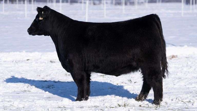 RCC TAG 2414 BRED HEIFER