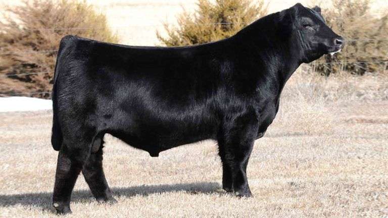 AUSTIN WOLF RELENTLESS SEMEN