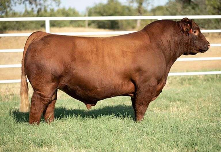 AUSTIN WOLF HL STANDOUT SEMEN