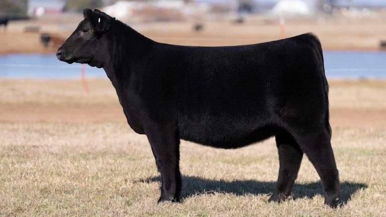 MOONEN/COOK TAG WHITE 2009 HEIFER