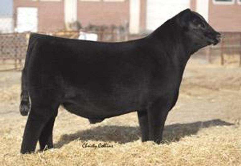 AUSTIN WOLF STYLE SEMEN