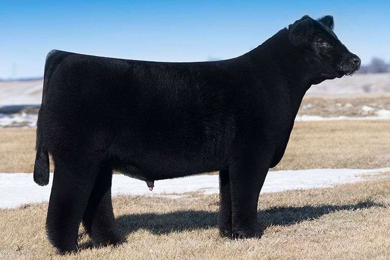 AUSTIN WOLF SPREAD THE WORD SEMEN