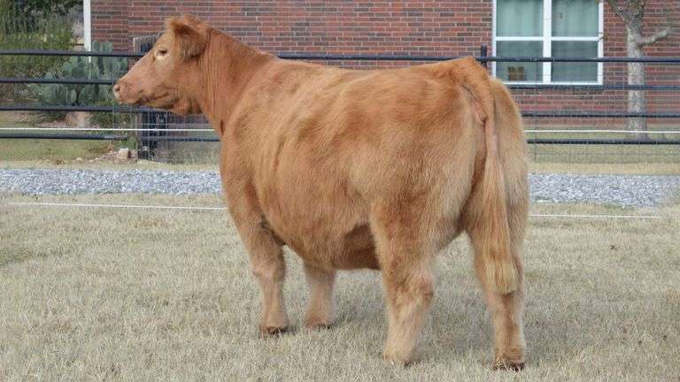 WELSHANS MARGIE TAG 1644 BRED COW