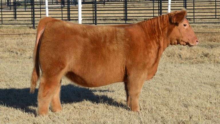 WELSHANS TAG 1642 HEIFER