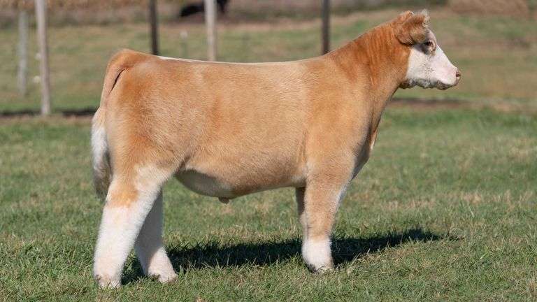 WEBSTER DONOR 201 X TOP DAWG EMBRYOS