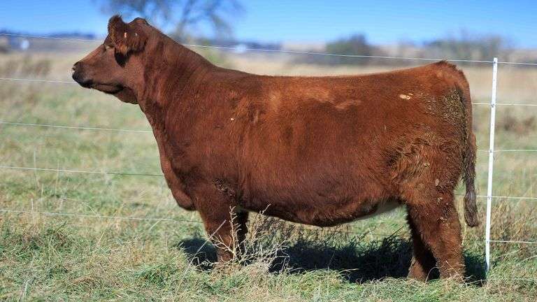VESTAL TAG 144 STEER
