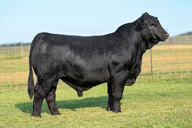 VESTAL TAG 0/56 HEIFER