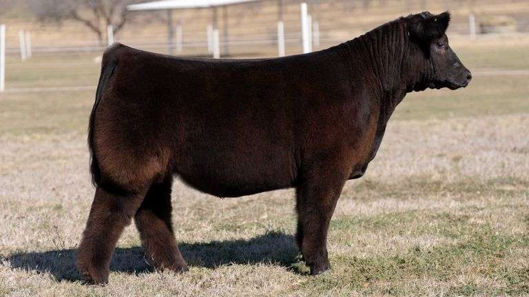 GORETSKA TAG 138 STEER