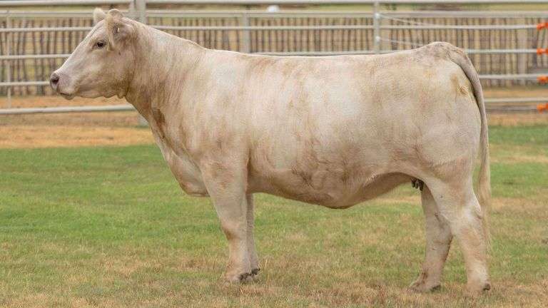 VESTAL TAG 9316C STEER