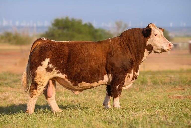 TMTC SEMEN G