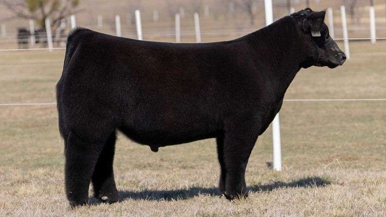 GORETSKA TAG 134 STEER