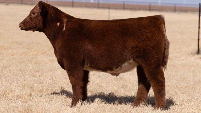 TAG 96 STEER
