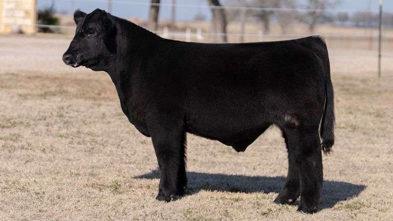 VESTAL TAG 262 STEER