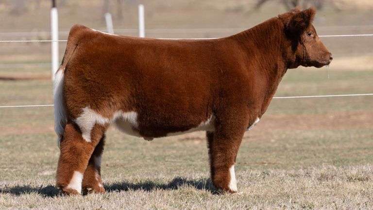 GORETSKA TAG 136 STEER