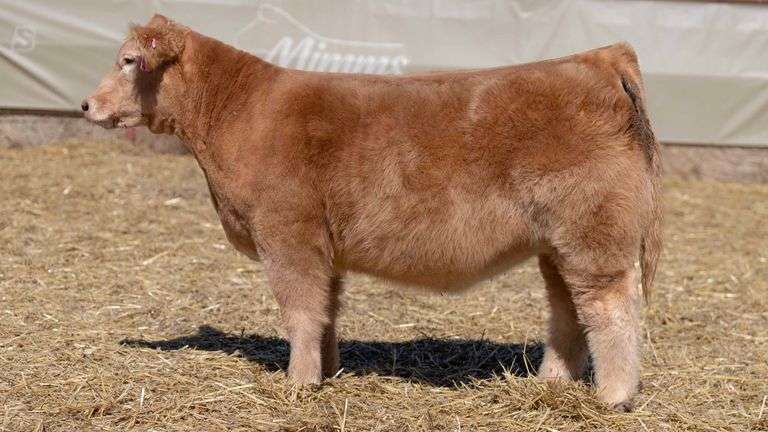 MIMMS TAG 356 HEIFER