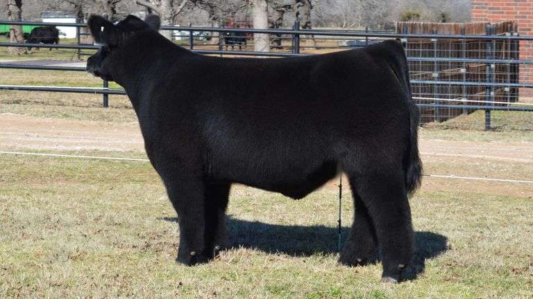 WELSHANS TAG 1418 STEER