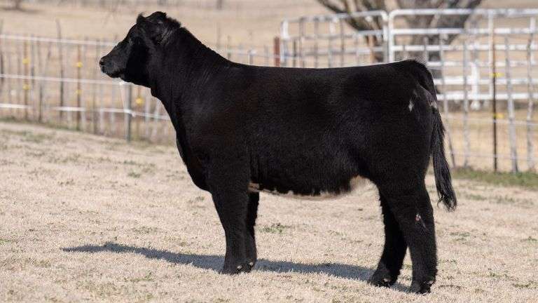 VESTAL TAG 0/56 HEIFER