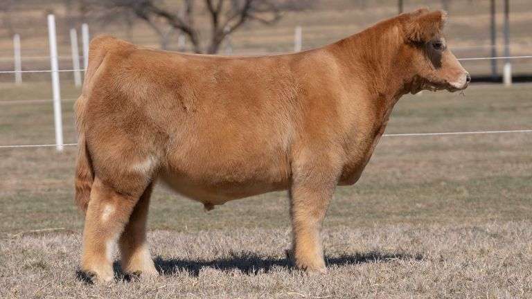 GORETSKA TAG 121 STEER
