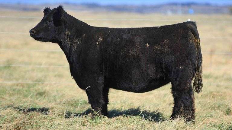 VESTAL TAG R425 STEER