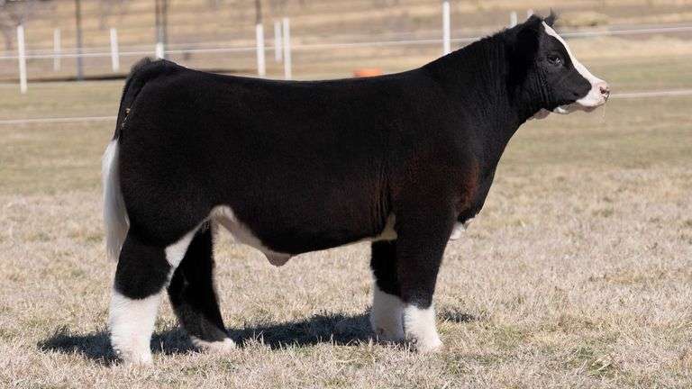 GORETSKA TAG 146 STEER
