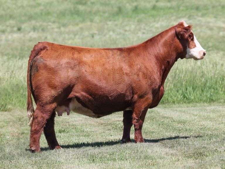 VESTAL TAG 128 STEER