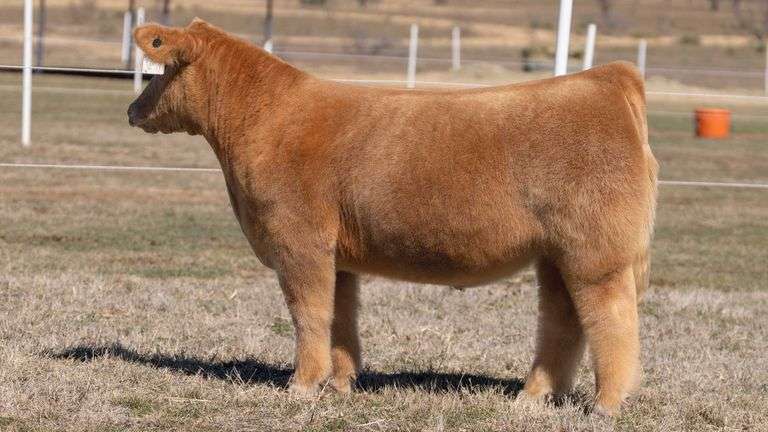 GORETSKA TAG 130 STEER