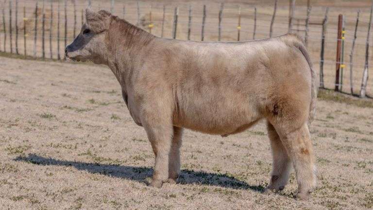 VESTAL TAG 500 STEER