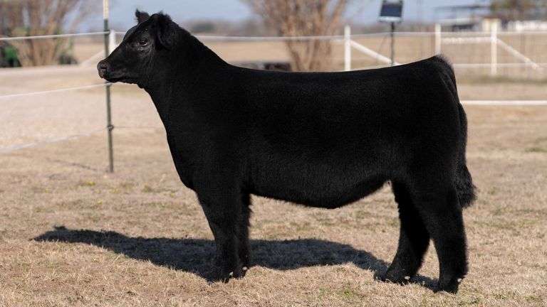 VESTAL TAG R84 STEER