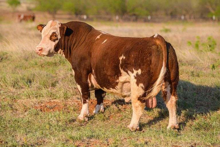 TMTC SEMEN G