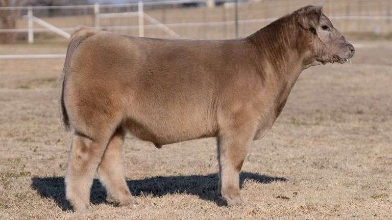 VESTAL TAG R05 STEER