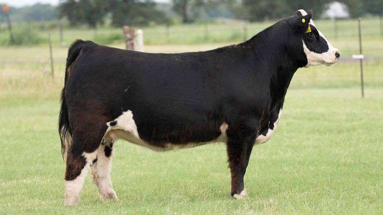 VESTAL TAG 262 STEER