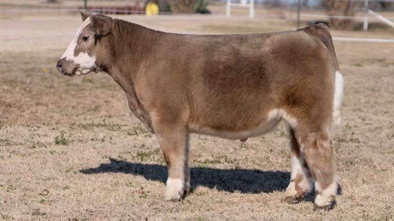 VESTAL TAG 9316C STEER