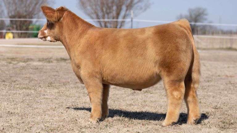 VESTAL TAG 128 STEER