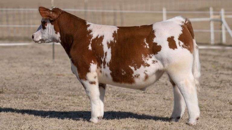 VESTAL TAG 144 STEER