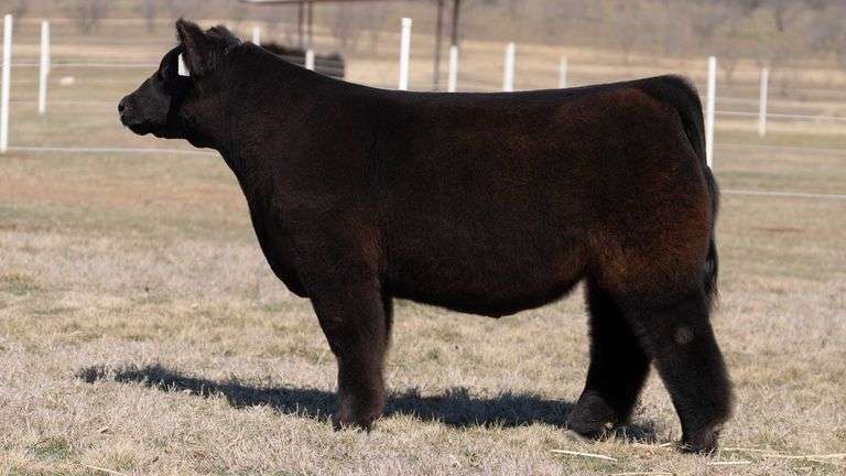 GORETSKA TAG 107 STEER