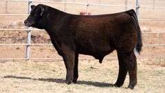 VESTAL TAG 122 STEER