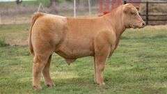 VESTAL TAG 122 STEER