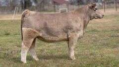 VESTAL TAG 0/56 HEIFER