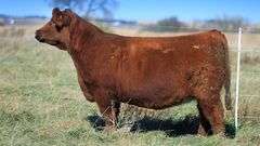 VESTAL TAG 144 STEER