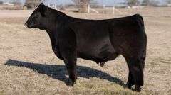 VESTAL TAG 0/168 BULL/STEER