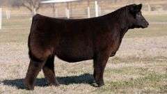 GORETSKA TAG 138 STEER