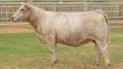 VESTAL TAG 9316C STEER