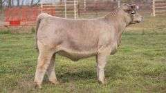 VESTAL TAG 0/56 HEIFER