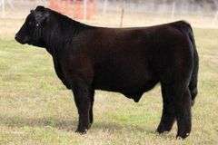 VESTAL TAG 0/56 HEIFER