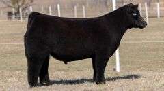 GORETSKA TAG 134 STEER