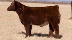 TAG 96 STEER