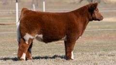 GORETSKA TAG 136 STEER