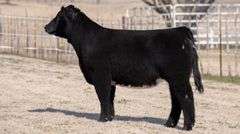 VESTAL TAG 0/56 HEIFER