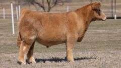 GORETSKA TAG 121 STEER